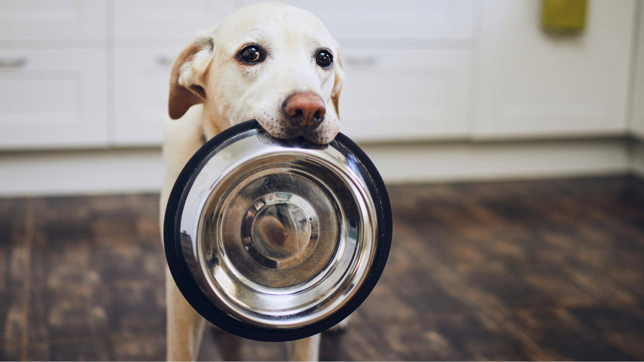 ドッグフードの選び方