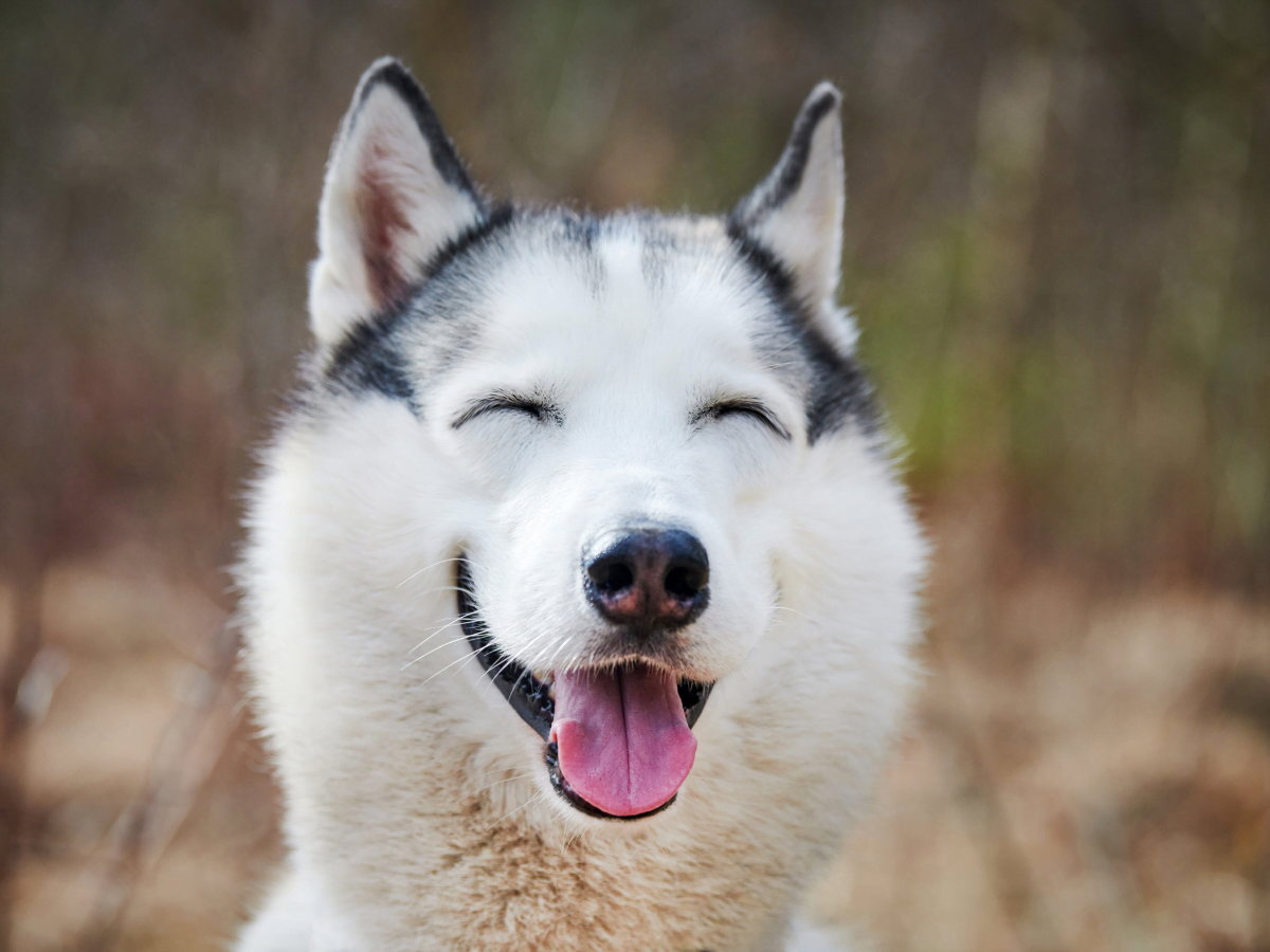 犬は笑う?犬の「笑顔」とその意味について | 犬とのくらし