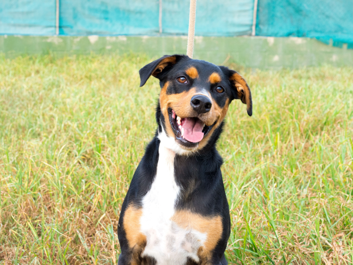 犬は笑う?犬の「笑顔」とその意味について | 犬とのくらし
