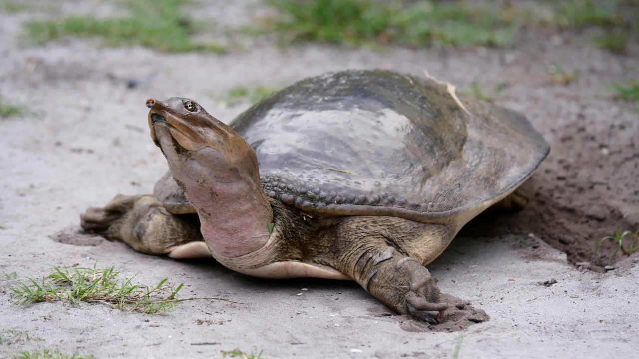 ポン配合のドッグフード