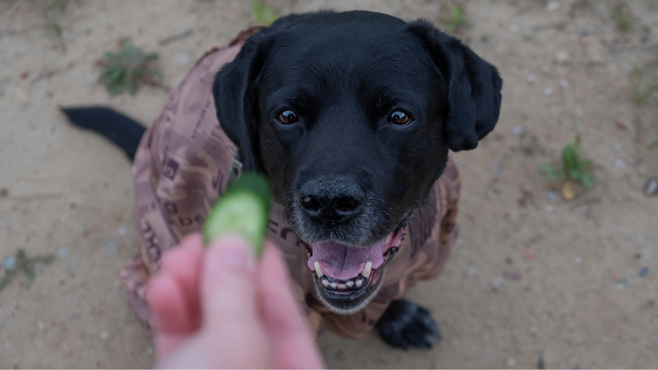 犬はキュウリを食べても大丈夫？