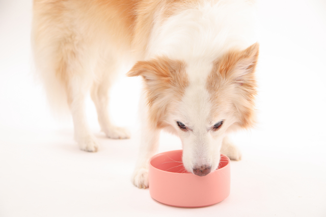 ご飯を食べる犬 (4)
