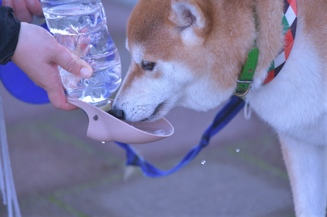 犬 水