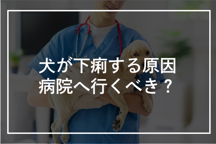 犬が下痢をする原因は？病院を受診すべき症状と家庭での対処法を解説