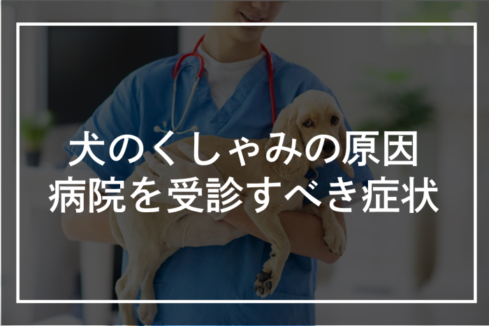 犬のくしゃみの原因とは？病院を受診すべき症状の特徴も解説