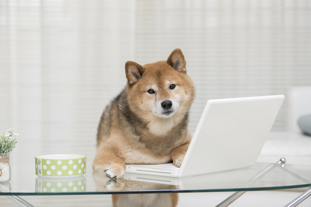 柴犬　パソコン