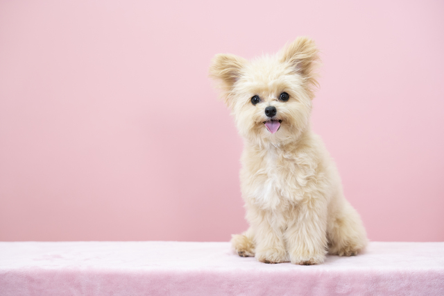 小型犬　背景ピンク
