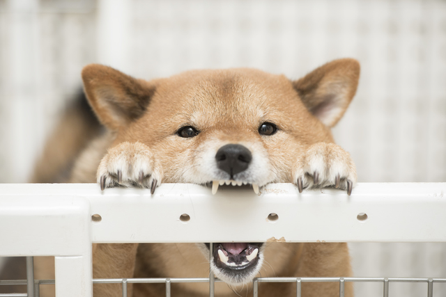 柵を噛む犬