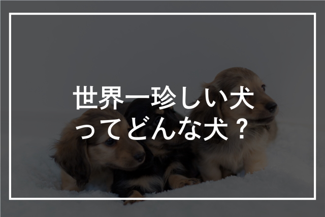 世界でも珍しい犬種15選！日本に一頭しかいない犬・珍しい大型犬