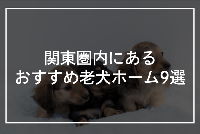 東京・関東圏内にあるおすすめの老犬ホーム9選！犬の介護施設を紹介