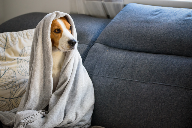 毛布を被る犬