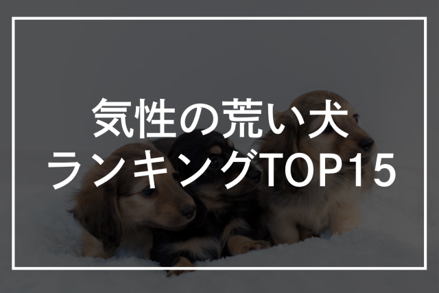 気性の荒い犬ランキングTOP15！小型犬・特定犬・危険な犬を紹介