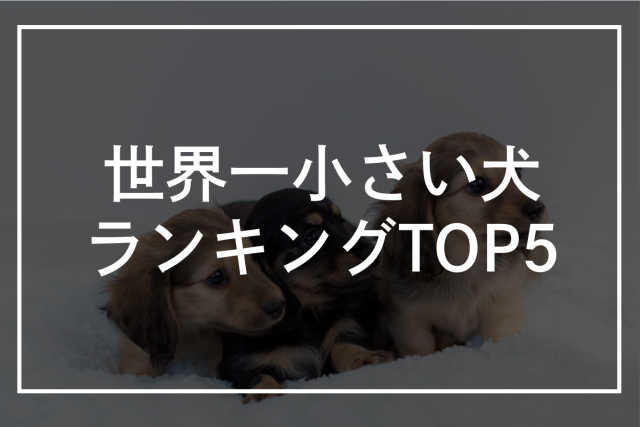 世界一小さい犬ランキングTOP5！ギネス・一番小さい日本犬も紹介