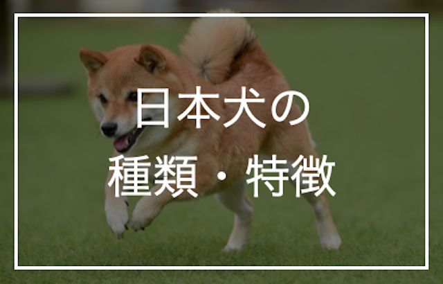 日本犬は6種類いる？それぞれの特徴をご紹介！