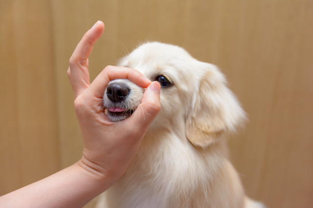 犬が鼻を鳴らす時の対処法